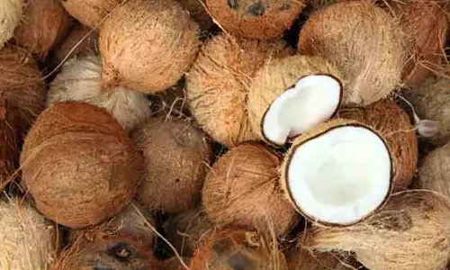 சபரிமலை சீசன் தேங்காய்களுக்கு கிராக்கி