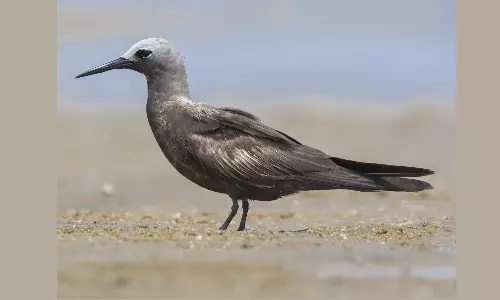 சென்னை கடற்கரைக்கு வந்த புதிய வகை வெளிநாட்டு பறவைகள்