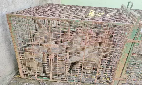 பொதுமக்களுக்கு இடையூறு செய்த 32 குரங்குகளை பிடித்த வனத்துறையினர்