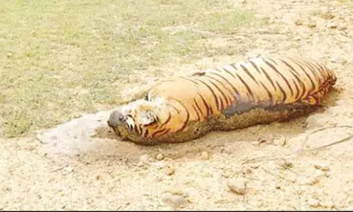 வனப்பகுதியில் இறந்து கிடந்த புலி