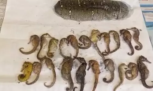 கடல் குதிரை விற்க முயன்றவர் கைது