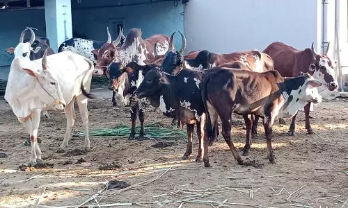 விவசாய நிலத்திற்குள் புகுந்த மலை மாடுகள்