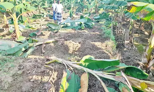 களக்காடு அருகே வாழைகளை சேதப்படுத்திய காட்டு பன்றிகள் - விவசாயிகள் கவலை