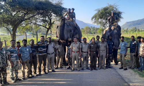 ஒற்றை யானையை விரட்ட 2 கும்கிகளுடன் வனத்துறையினர் ரோந்து