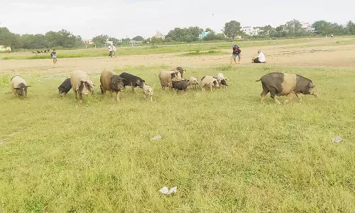 அரசு கல்லூரி விளையாட்டு மைதானத்தில் சுற்றி திரியும் பன்றிகள்