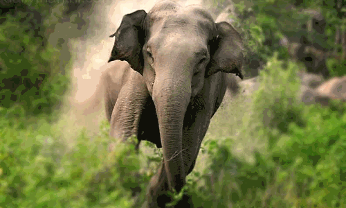 விரட்ட முயன்ற விவசாயிகளை துரத்திய காட்டு யானைகள்