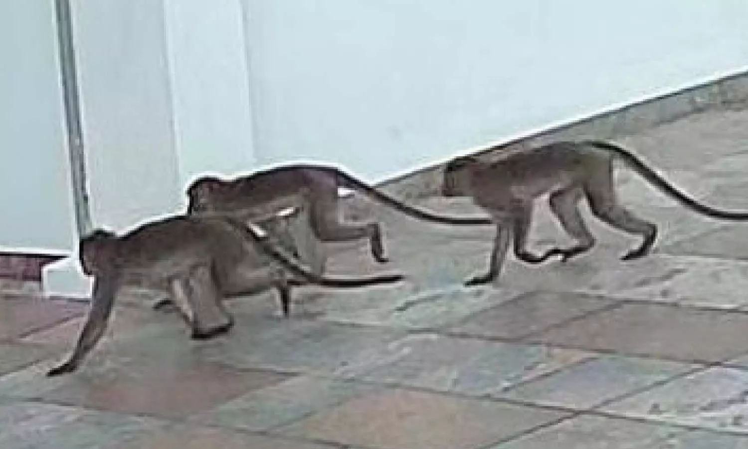 குரங்குகள் அட்டகாசத்தால்  பொதுமக்கள் அச்சம்