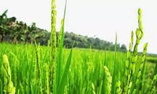 எம்.எஸ்.சாமிநாதன் அறிக்கையை அமல்படுத்த வேண்டும் -   தமிழக கட்சி சார்பற்ற விவசாயிகள் சங்கம் வலியுறுத்தல்