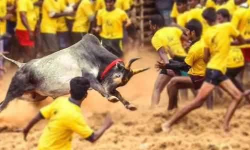 தமிழர்களின் வாழ்வோடு ஒன்றியது ஜல்லிக்கட்டு- சுப்ரீம் கோர்ட்டில் தமிழக அரசு எழுத்துப்பூர்வ வாதம் தாக்கல்