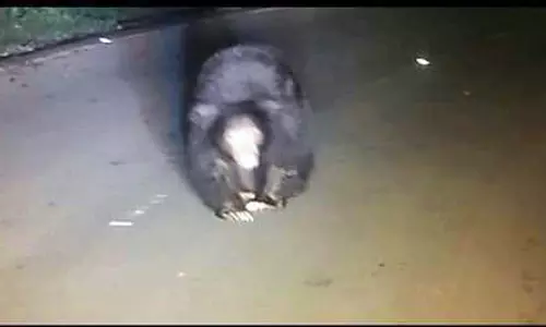 கோத்தகிரி அருகே போலீஸ் வாகனத்தை வழிமறித்த கரடி