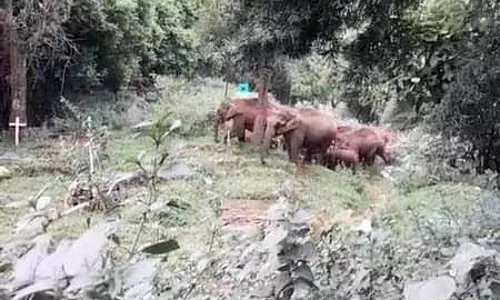 குட்டிகளுடன் முகாமிட்டுள்ள காட்டு யானைகள்