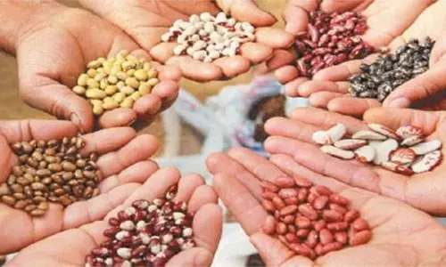 கபிலர்மலை வட்டாரத்தில் விவசாயிகளுக்கு காய்கறி விதைகள் வழங்கல்