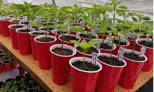 பையூர் மண்டல ஆராய்ச்சி நிலையத்தில்  விதைகள், செடிகள் விற்பனை