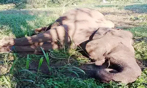 ஆந்திராவில் தமிழக காட்டு யானை மின்சாரம் தாக்கி பலி