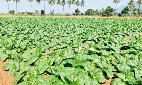 ஒட்டன்சத்திரம் அருகே புகையிலை சாகுபடியில் ஆர்வம் காட்டும் விவசாயிகள்