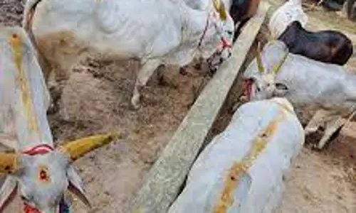 மதனகோபால சுவாமி கோவிலில் கோ பூஜை