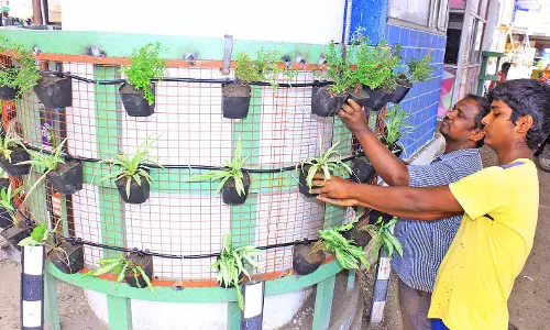 செல்லப்பாண்டியன் மேம்பால தூண்களில் பசுமை செடிகள் - மாநகராட்சி கமிஷனர் நடவடிக்கை