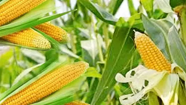 மக்காச்சோளம் விலை உயர்வு