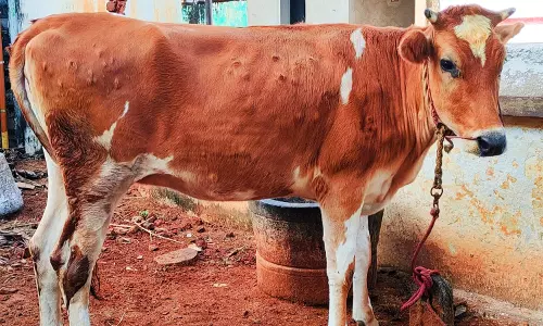 மாடு உதைத்து வாலிபர் பலி