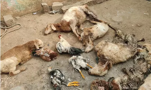 மர்ம விலங்கு கடித்து  ஆடுகள்-கோழிகள் பலி