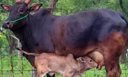 ரூ.18 லட்சத்துக்கு காங்கேயம் இன மாடுகள் விற்பனை