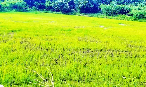 சம்பா பயிர்களை தாக்கும் புதிய வகை மஞ்சள் நோய்