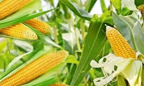 மக்காச்சோளம் விலை உயர்வு