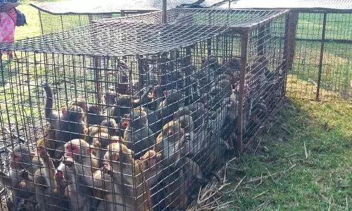 ஆந்திராவில் கிராமத்தில் அட்டகாசம் செய்த 300 குரங்குகள் பிடிக்கப்பட்டது