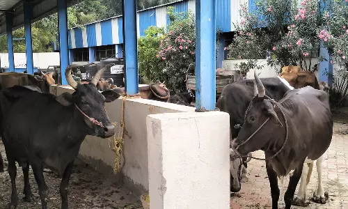 திண்டுக்கல்லில் சாலையில் சுற்றித்திரிந்த 26 மாடுகள் பறிமுதல்