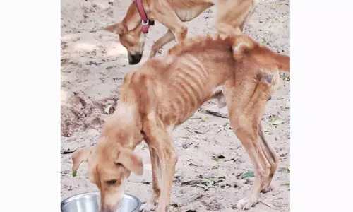 தாம்பரம் தொண்டு நிறுவனத்தில் 100 நாய், பூனைகள் உடல் மெலிந்த நிலையில் மீட்பு