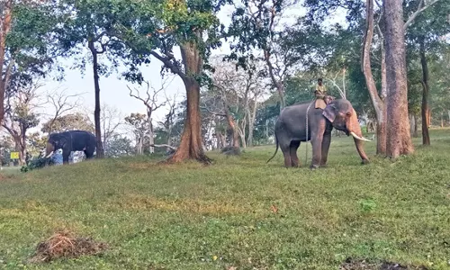 அரிசி ராஜா யானை ஊருக்குள் நுழைவதை தடுக்க கும்கி யானைகள் கண்காணிப்பு