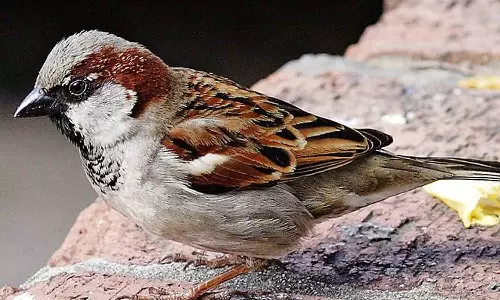 குருவிகளின் கையில் உணவு உற்பத்தி