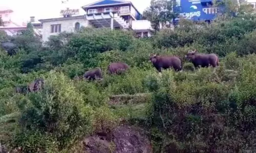 கொடைக்கானல் நகரில் மீண்டும் உலா வரும் காட்டெருமைகளால் மக்கள் பீதி