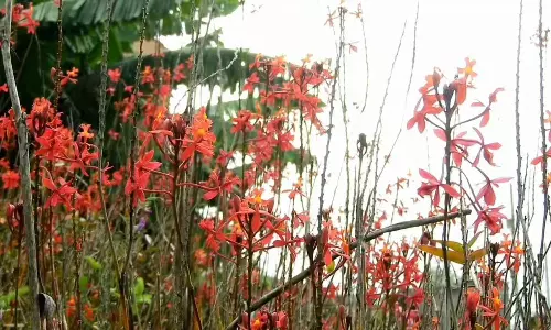 கிறிஸ்துமஸ் பண்டிகையை வரவேற்கும் விதமாக கொடைக்கானலில் பூத்து குலுங்கும் சிலுவை மலர்கள்