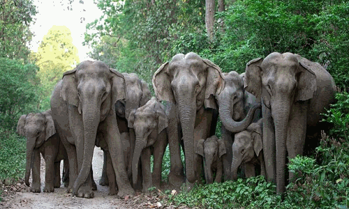 தேயிலை தோட்டத்தில் குட்டி யானையை சுற்றி நிற்கும் காட்டு யானை கூட்டம்