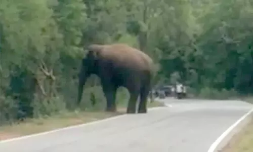 வாகன ஓட்டிகளை அச்சுறுத்தும் ஒற்றை யானை