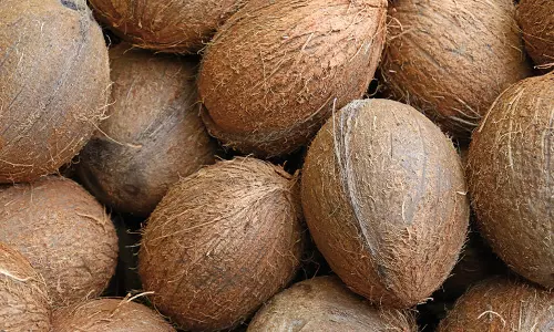 ரூ.1 லட்சத்து 48 ஆயிரத்துக்கு தேங்காய் ஏலம்