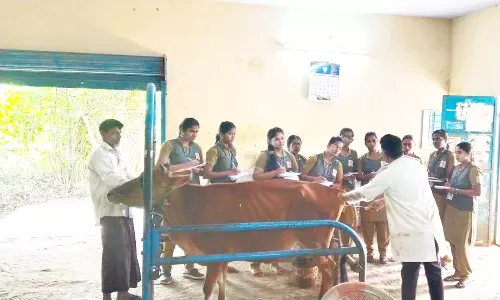 கால்நடை மருத்துவமனையில் மாணவிகள் பயிற்சி
