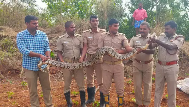 ராசிபுரம் அருகே தோட்டத்தில் மலைப் பாம்பு பிடிபட்டது ராசிபுரம் அருகே தோட்டத்தில் மலைப் பாம்பு பிடிபட்டது