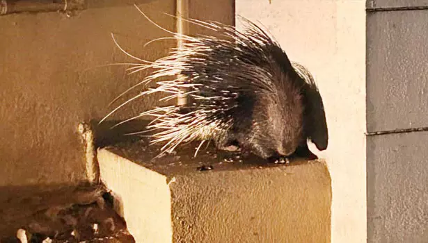 உசிலம்பட்டியில் முள்ளம்பன்றியை பிடிக்க வனத்துறையினர் தீவிரம் உசிலம்பட்டியில் முள்ளம்பன்றியை பிடிக்க வனத்துறையினர் தீவிரம்