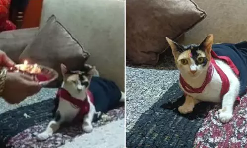 கர்ப்பமாக இருந்த பூனைக்கு வளைகாப்பு நடத்தி அசத்திய ஆசிரியர் தம்பதி