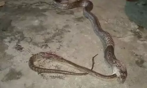 கடலூரில் வீட்டுக்குள் புகுந்து குட்டி பாம்பை விழுங்கிய நல்ல பாம்பு
