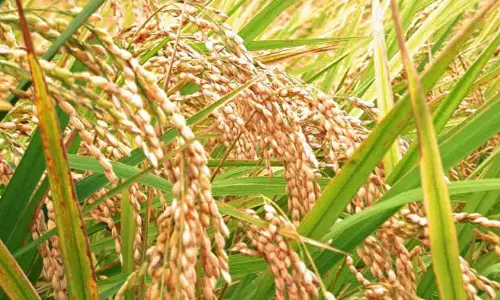 நெல் அறுவடை பணிகள் தீவிரம்