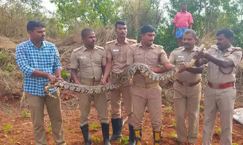 ராசிபுரம் அருகே தோட்டத்தில் மலைப் பாம்பு பிடிபட்டது
