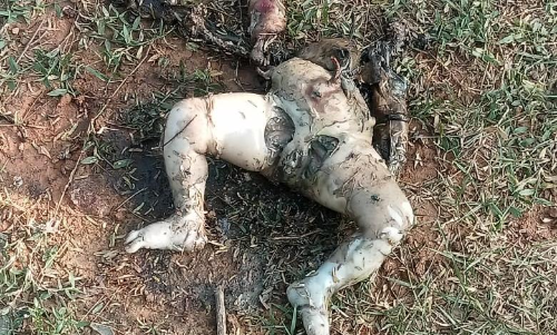 நெய்வேலி அருகே புதரில் கிடந்த பச்சிளம் குழந்தை உடல்