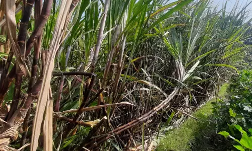 மின்கம்பி உரசி கரும்புகள் சேதம்