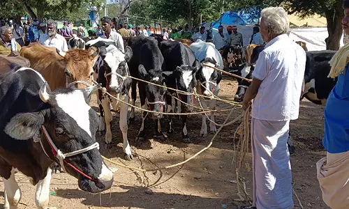 ரூ.73 லட்சத்துக்கு கால்நடைகள் விற்பனை