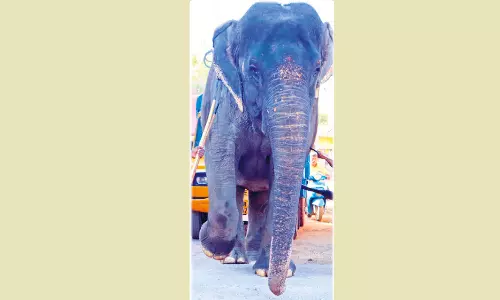 மதுரையில் வீட்டில் வளர்த்த யானை மீட்பு- வனத்துறையினர் நடவடிக்கை