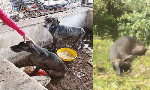 வளர்ப்பு நாய்களை சிறுத்தைக்கு உணவாக வனப்பகுதியில் கட்டிச்சென்ற கொடூர உரிமையாளர்