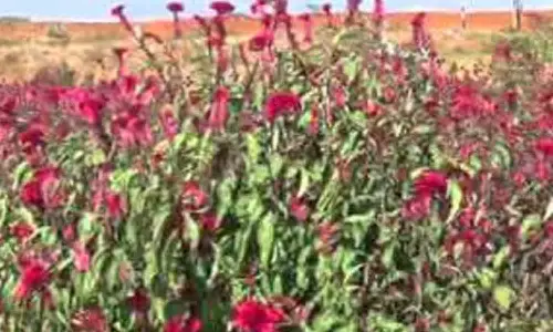 பூக்களின்  விளைச்சல்-விலை குறைவால் விவசாயிகள் கவலை